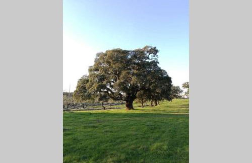 Casa do Lagar de Medelim - Foto 15