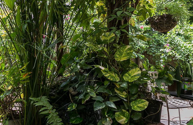 Botanic Bliss Living in Kingston - Photo 31