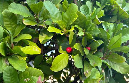 Artistic Retreat, King Suite with Private Balcony! - Foto 61