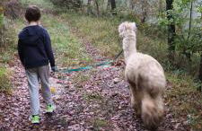 L'ALPACA DELLA ROSSA - AGRITURISMO - Foto 72