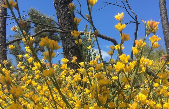 Refugio da Montanha Amazing Views Gois Region - Foto 31