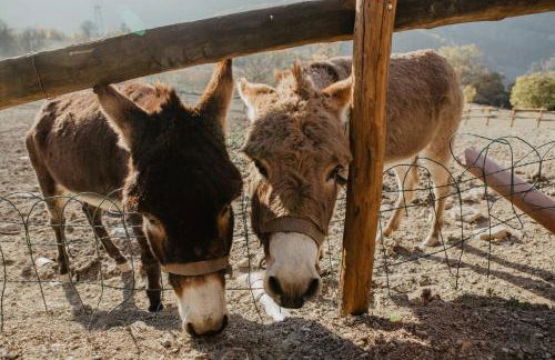 Agriturismo Le Piagge - Foto 9