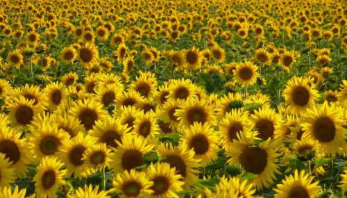 Casa in collina - Foto 5