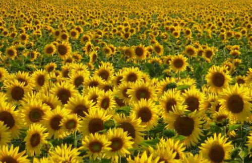 Casa in collina - Foto 5