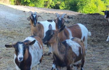 Agriturismo Becerca Vegan - Foto 55