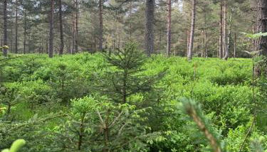 Haus Anna EG - Foto 3