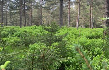 Haus Anna EG - Foto 3