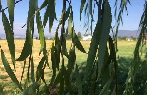 Luxury Chic Farm Cottage in Wine Country, California - Foto 34