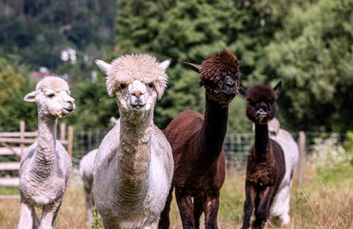 Ferienwohnungen Schwabenhof - Foto 17