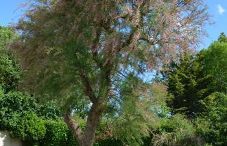 Maison Jasmin proche de l'océan - Foto 27