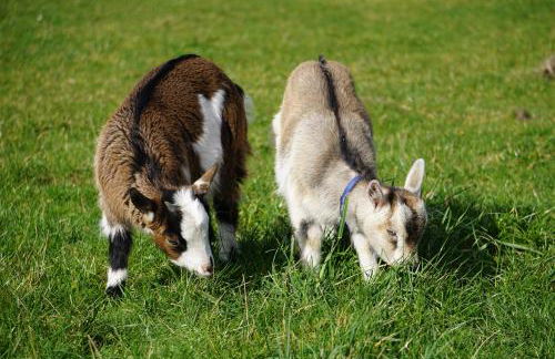 Krügerhof Lübbersdorf - Foto 10