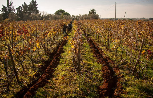 Naturalis Bio Resort & Spa - Foto 48