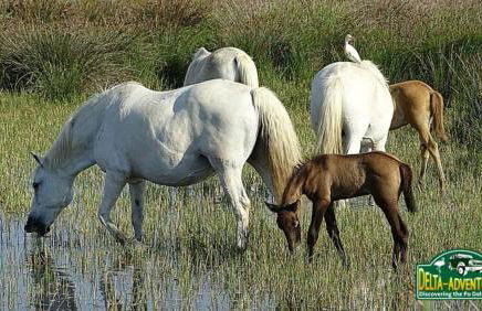 Regina Mare 0-10 - Foto 34