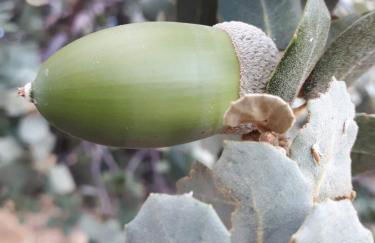 Agua de mayo - Foto 24