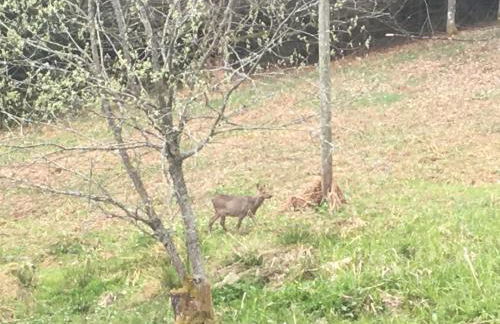 LE CHALET VOSGIEN bain nordique Kota Grill - Foto 31