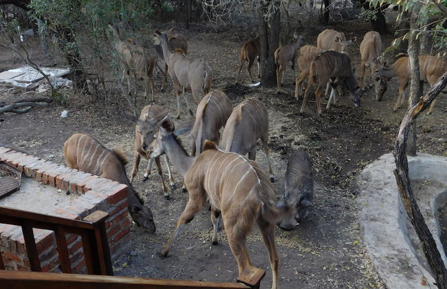 Hout Huisie Wooden House Self Catering Africa Bush Vacation In Marloth Park - Foto 16
