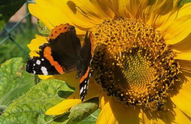 Bungalow bei Emma - Foto 13