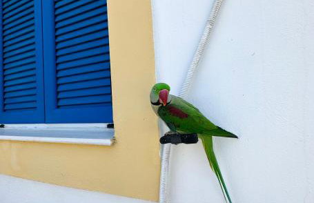 Green Parrot Apartments - Foto 55