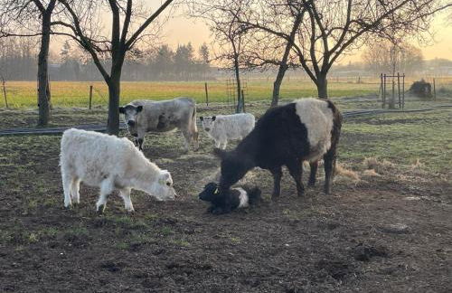 Ferienwohnung Kerstenhof - Foto 28