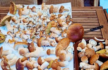 Leśne Klimaty - Foto 22