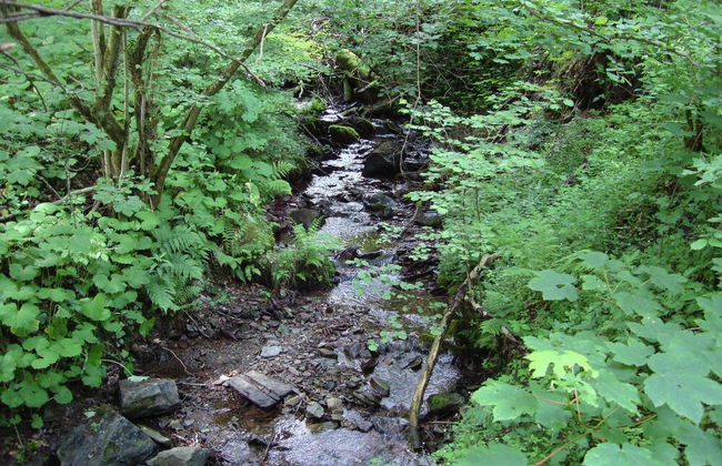 Hillside Cottage Near Winterberg - Foto 20