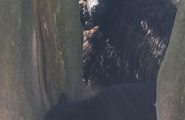 Les Cabanes de Warincthun - Foto 68