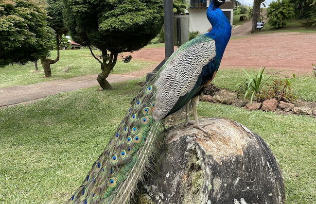 Villa Calas - Foto 36