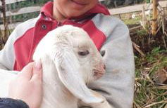 Chácara paraíso dá paz - Foto 8