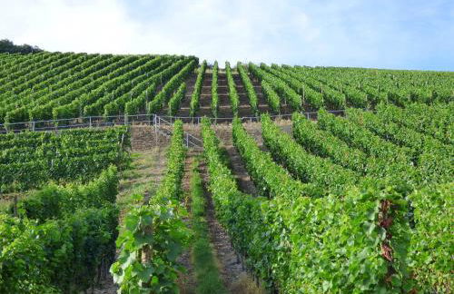 Relaxen im Weindorf Mayschoß Fewo 4 - Foto 23