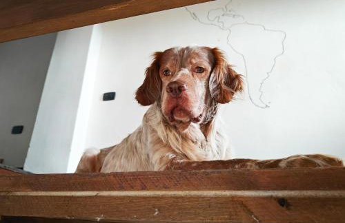 Le Ortensie Lago di Garda - Foto 53