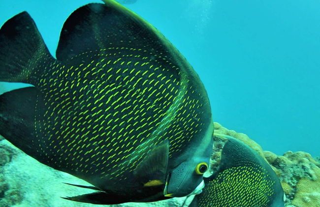 Arraial do Cabo Diving - Photo 1