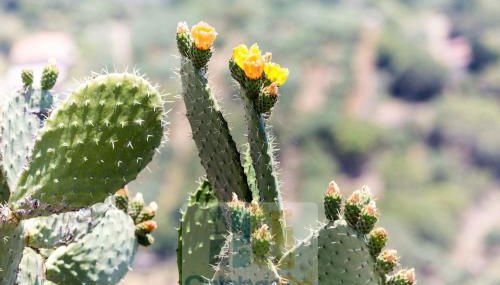 Villa Selene "Jole" - Foto 2