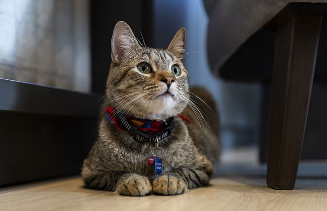 York Luxury Suites Medellín - Photo 58