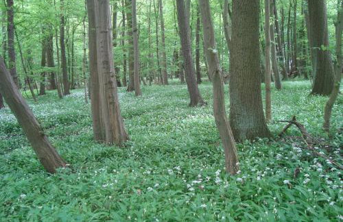 Ferienwohnung Zum alten Zollhaus - Foto 25