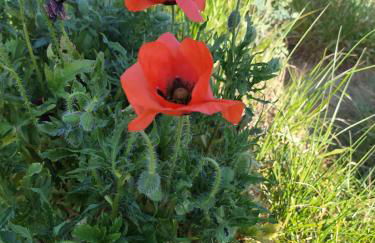 Abrivado Aimargues en petite camargue, parking intérieur, wifi, jardin - Foto 51