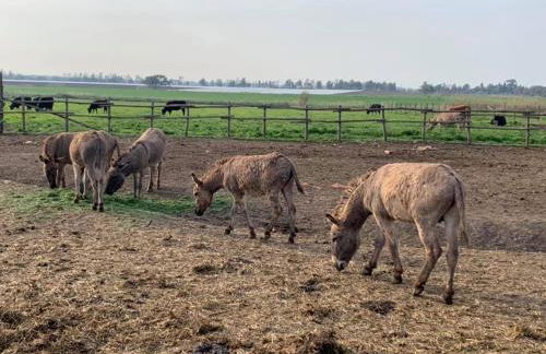 Podere Giovanni Olivo - Foto 18