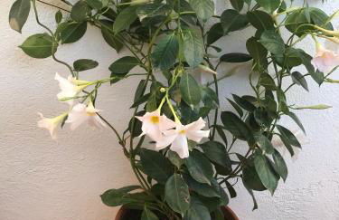 Appartement Elsa Valencia - Photo 44