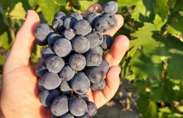 Podere Fichereto Tuscany Apartment in Florence countryside - Foto 8