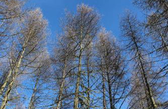 Ospitalità Diffusa Laste Dolomites - Cèsa Murer - Foto 62