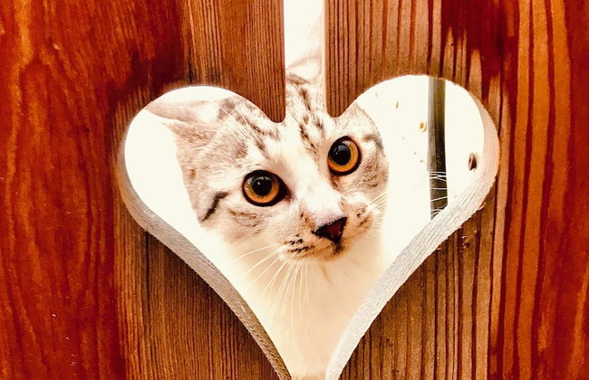 Chalet Alpe One 1850 M - Alpe d'Huez - Photo 18