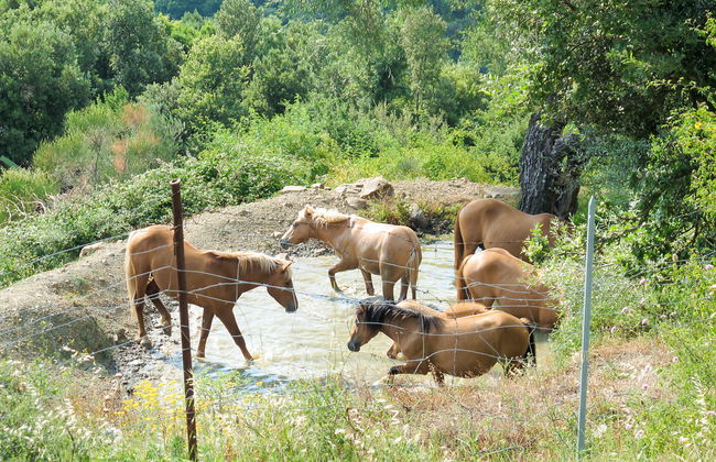 Paradiso Selvaggio - Foto 29
