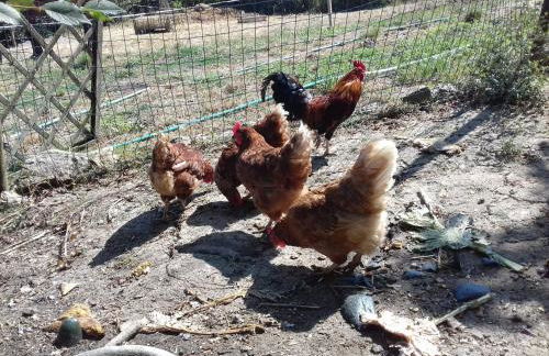 Casinha de campo- Quintinha dos Cavalos- Arruda dos Vinhos - Foto 36