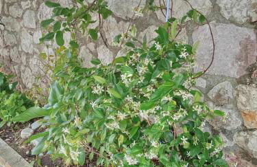 Sofias Studio - Foto 14