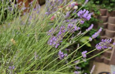 FeWo Monarchenhügel in Seenähe, Garten, Terrasse, Carport mit Wallbox - Foto 16