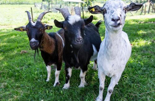 Ferienhof Siber - Photo 9