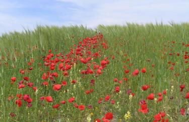 Cortijo La Estrella - Foto 40