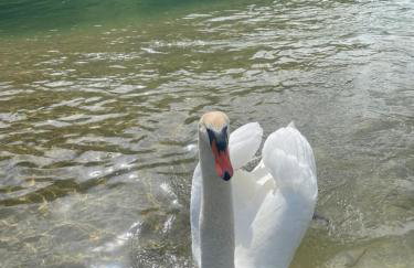 4 TREES Holiday House - Foto 9