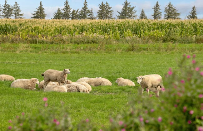 "Ewelina" - 15km from the sea - Foto 24