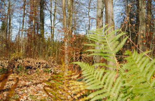 Ferienhaus DONAUzeit - Foto 32