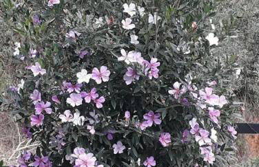 Cabana aconchegante na natureza - Foto 15